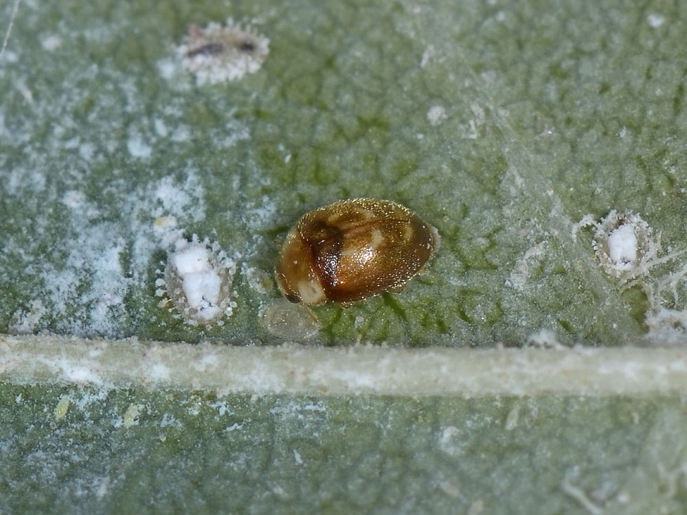 Aleyrodidae?